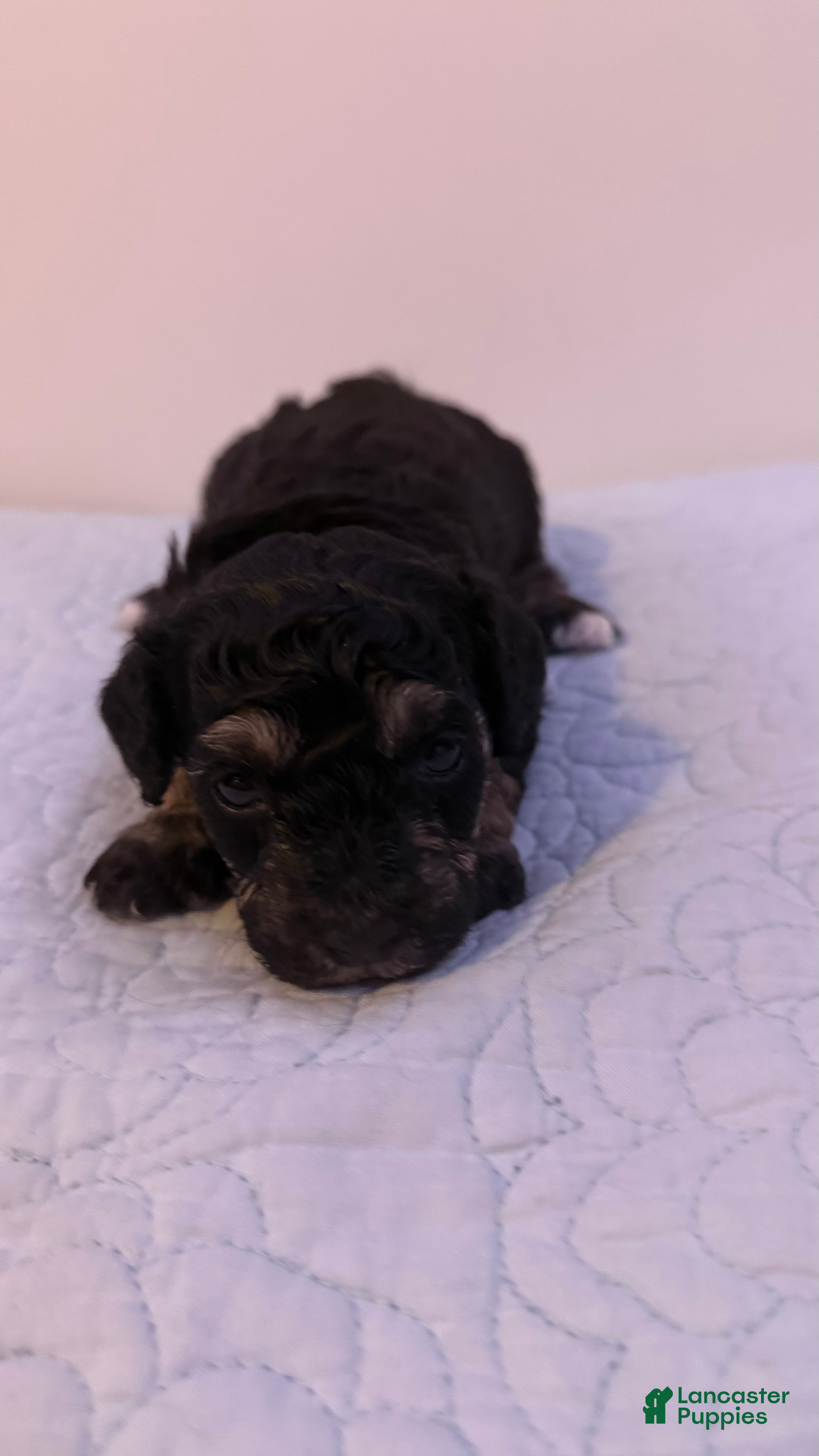 Mini Bernedoodle dogs Mini Poodle Puppy 3 - Ad 13