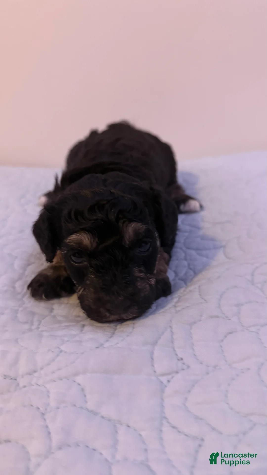 Mini Bernedoodle dogs for sale: Mini Poodle Puppy 3 - Ad 1