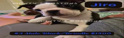 Boston Terrier dogs for sale: Jiro - Ad 4