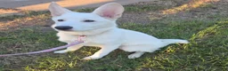 German Shepherd dogs for sale: German Shepherd 4 - Ad 4