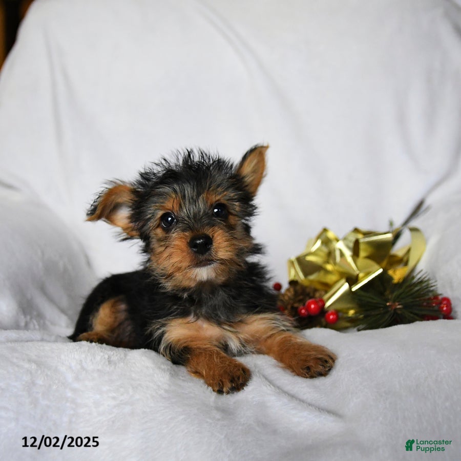 Yorkshire Terrier dogs Cookie - Ad 28