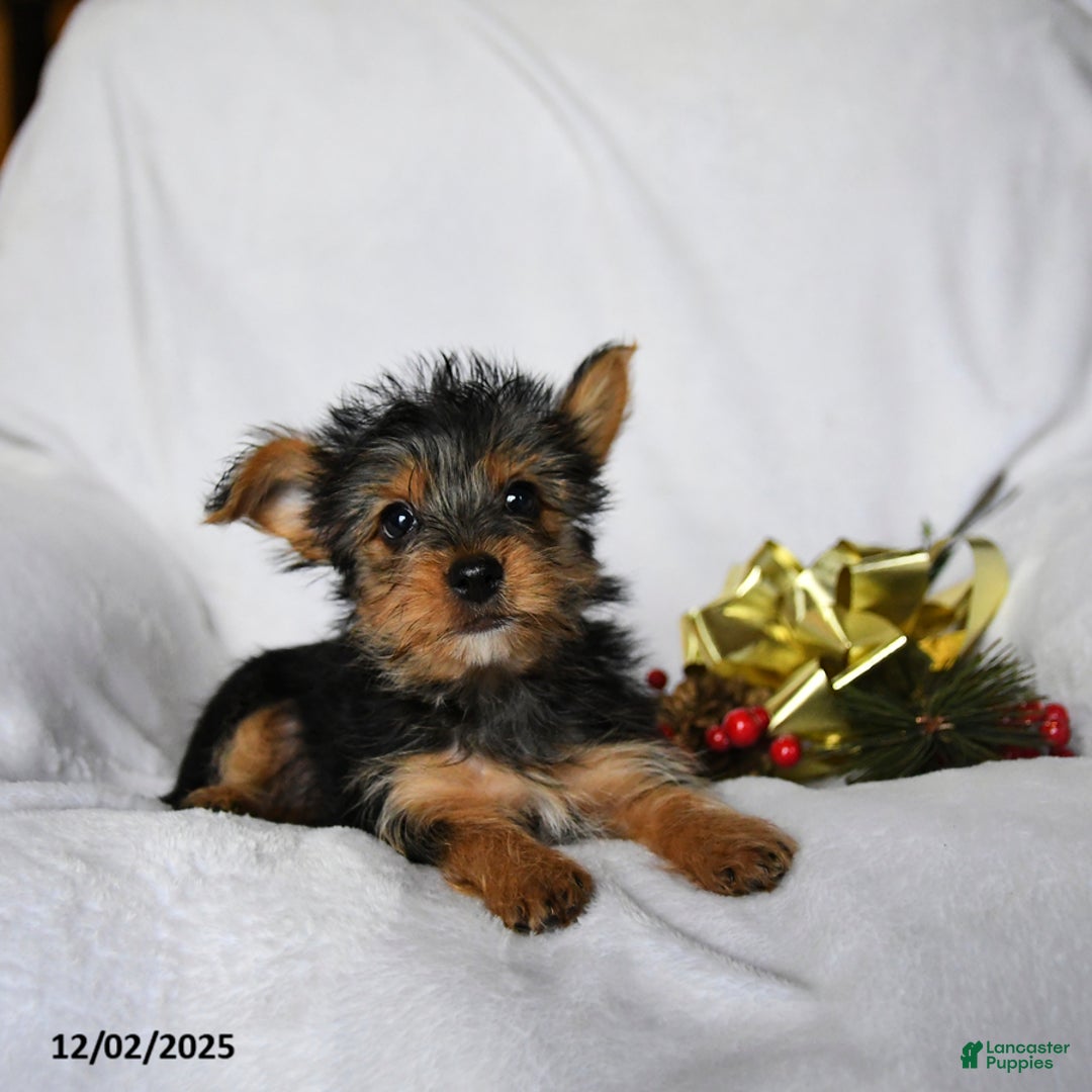 Yorkshire Terrier dogs for sale: Cookie - Ad 1