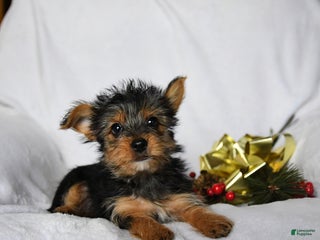 Yorkshire Terrier dogs Cookie - Ad 40
