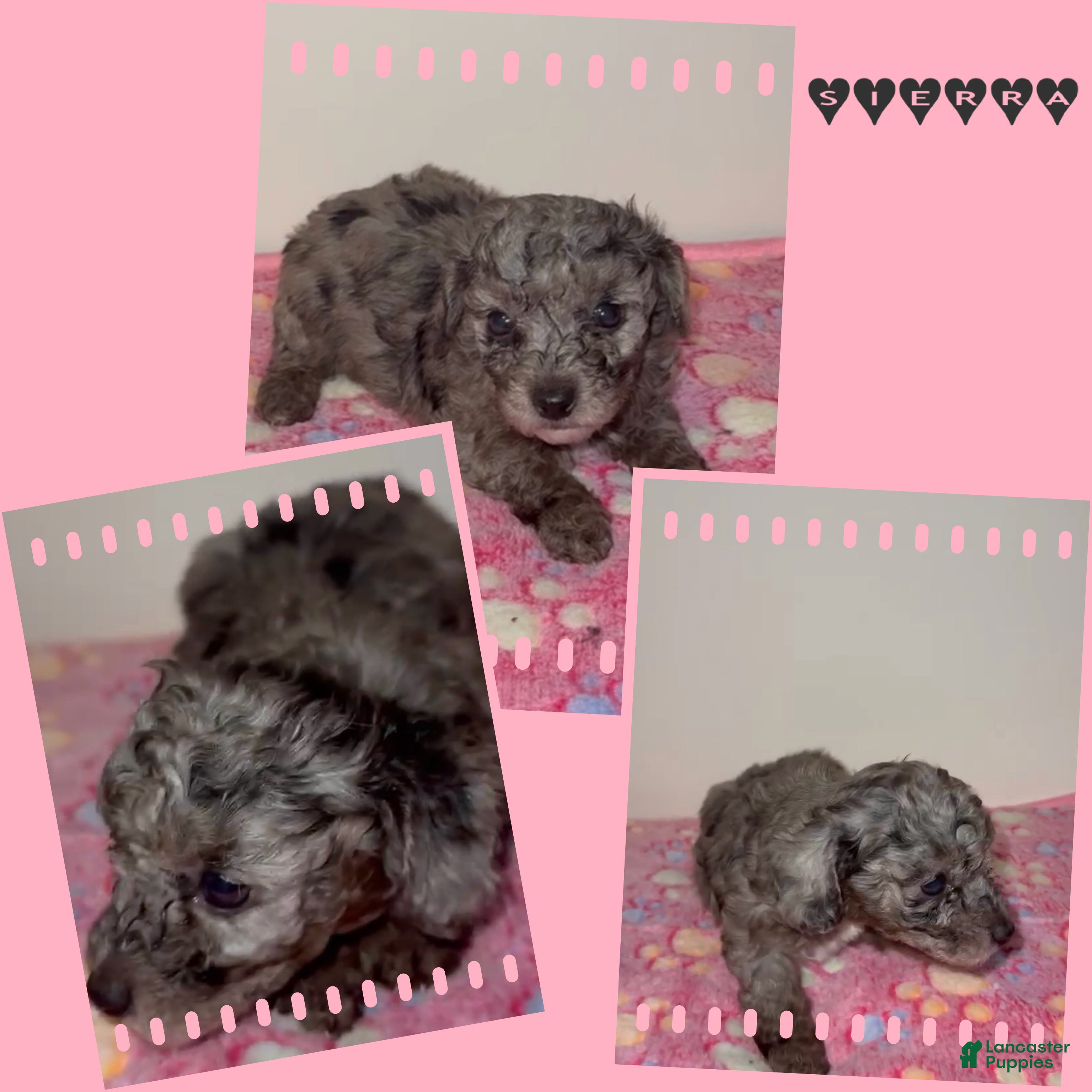 Miniature Poodle dogs Miniature Poodle 3 - Ad 1