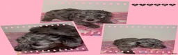 Miniature Poodle dogs for sale: Miniature Poodle 3 - Ad 1