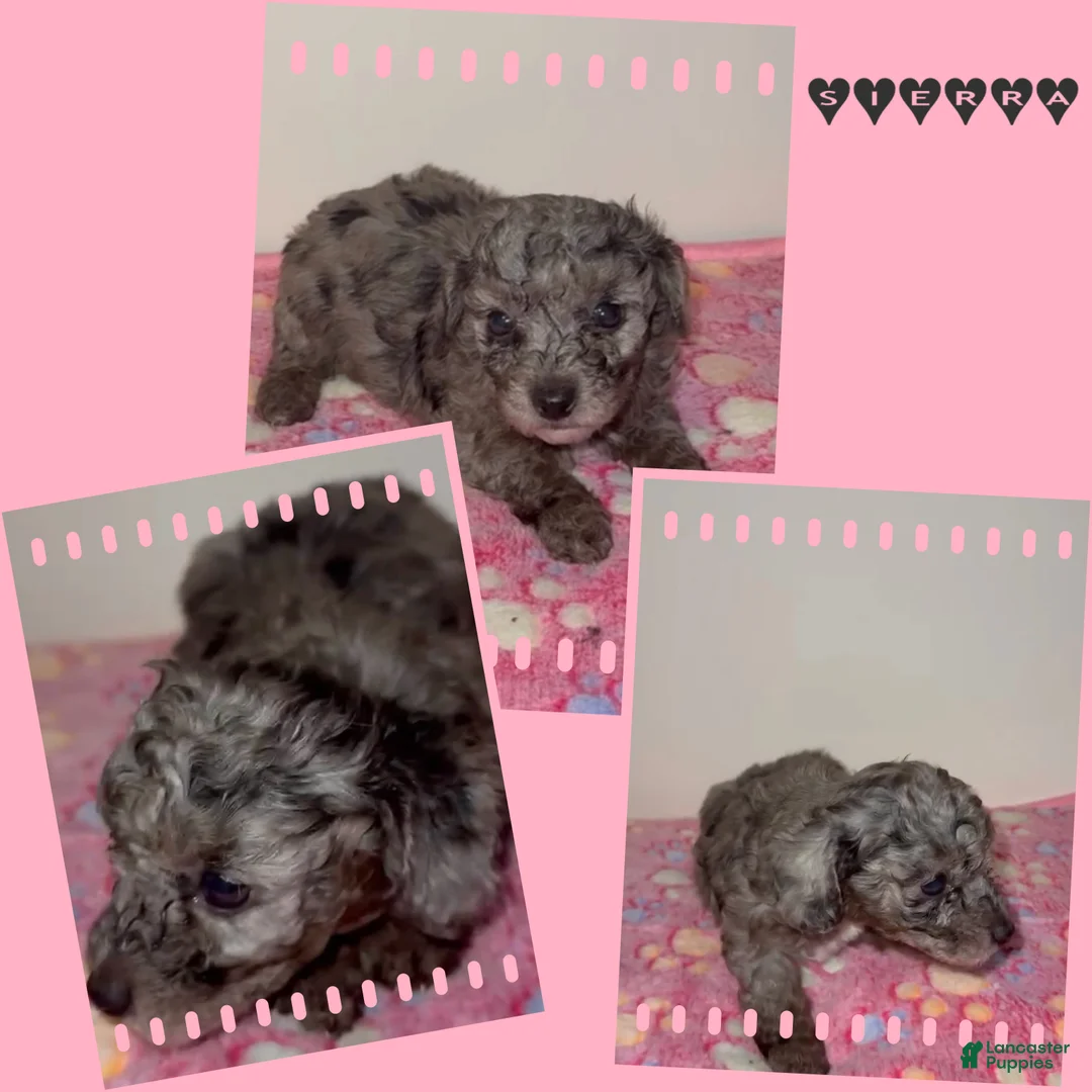 Miniature Poodle dogs for sale: Miniature Poodle 3 - Ad 1