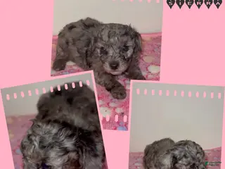 Miniature Poodle dogs Miniature Poodle 3 - Ad 1