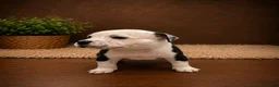 American Bully dogs for sale: Roxy - Ad 8