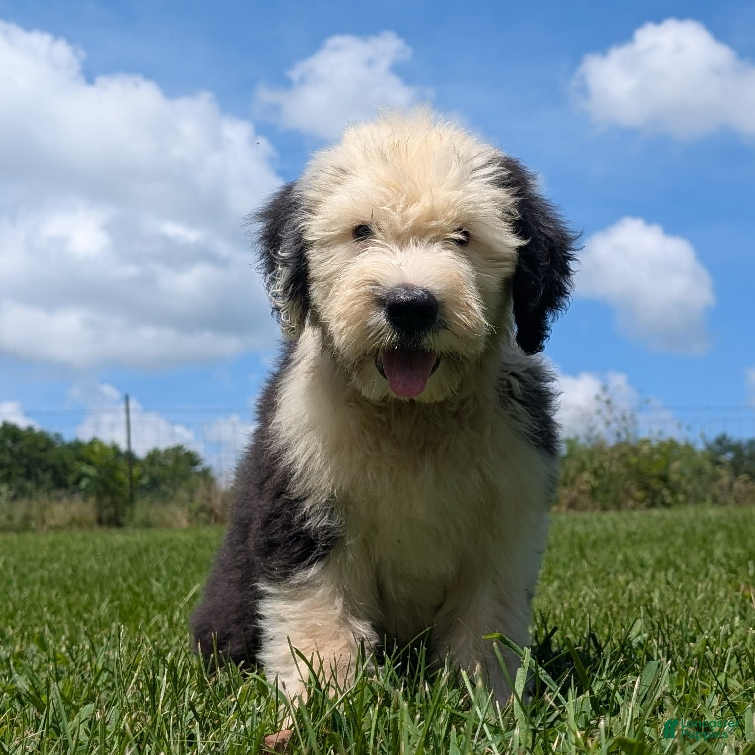 Old English Sheepdog Puppies for sale in Greenwood, Indiana