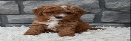 Cavapoo dogs for sale: Reese  - Ad 1