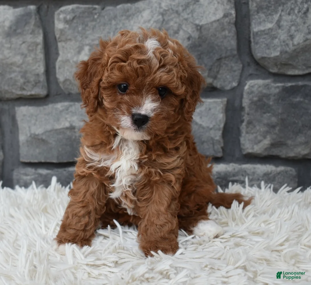 Cavapoo dogs for sale: Reese  - Ad 1