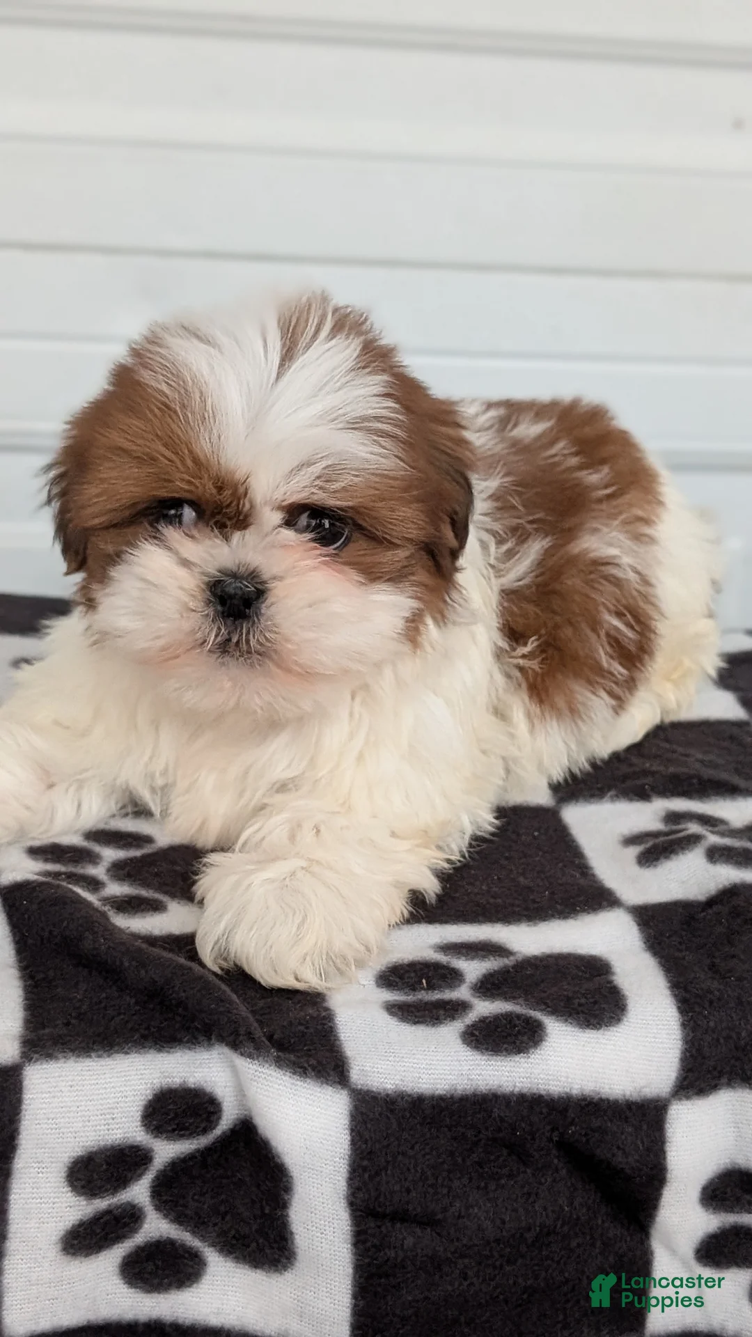 Shih Tzu dogs for sale: Parker - Ad 4