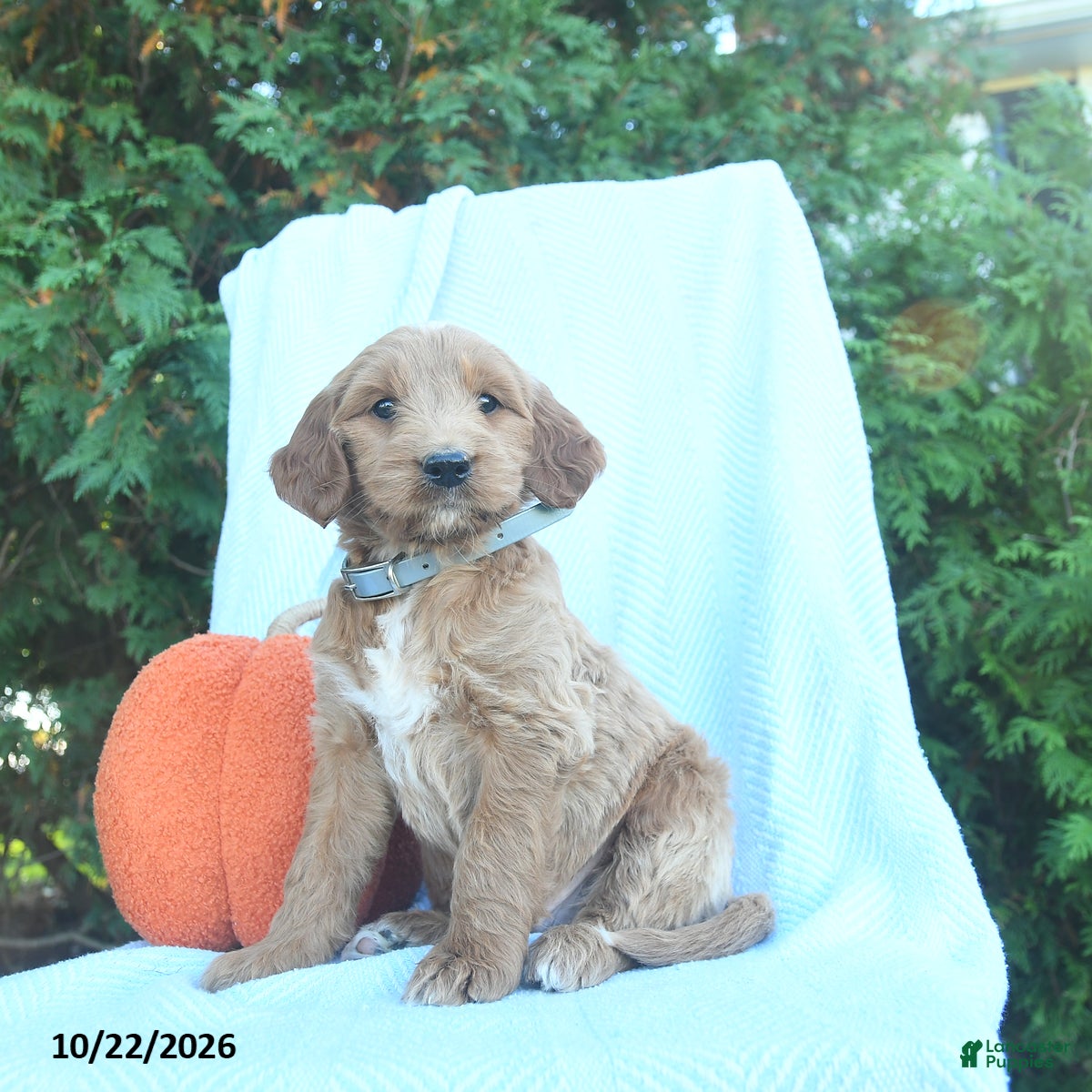 Goldendoodle dogs for sale: Oak  - Ad 2
