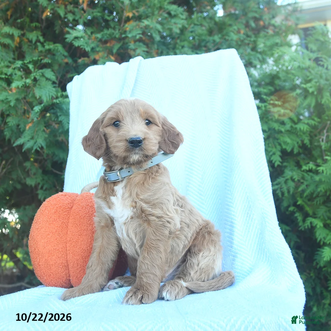 Goldendoodle dogs for sale: Oak  - Ad 1