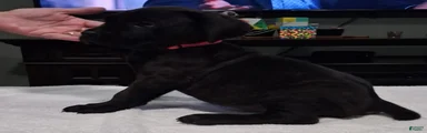 Cane Corso 3