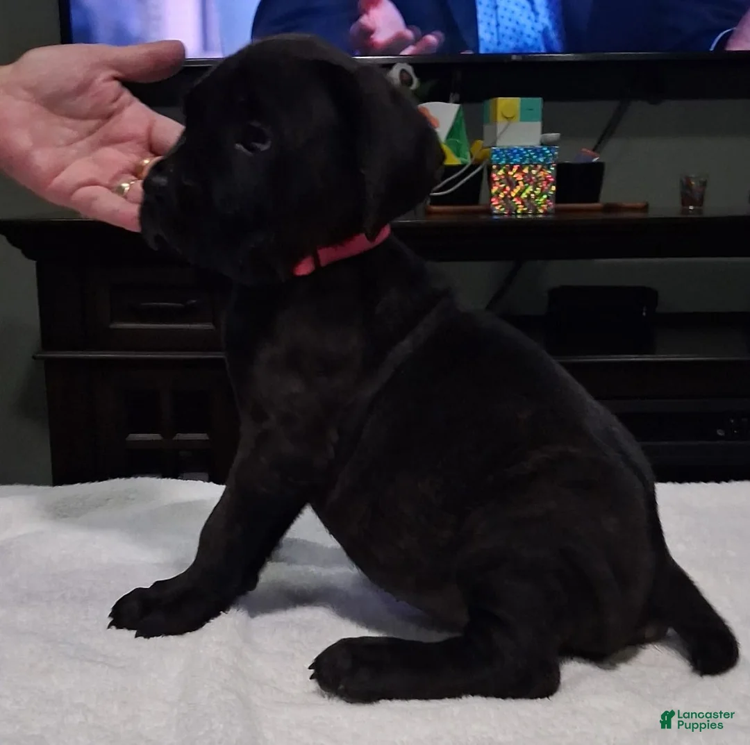 Cane Corso dogs for sale: Cane Corso 3 - Ad 1
