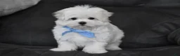 Maltese dogs for sale: Teddy - Ad 10