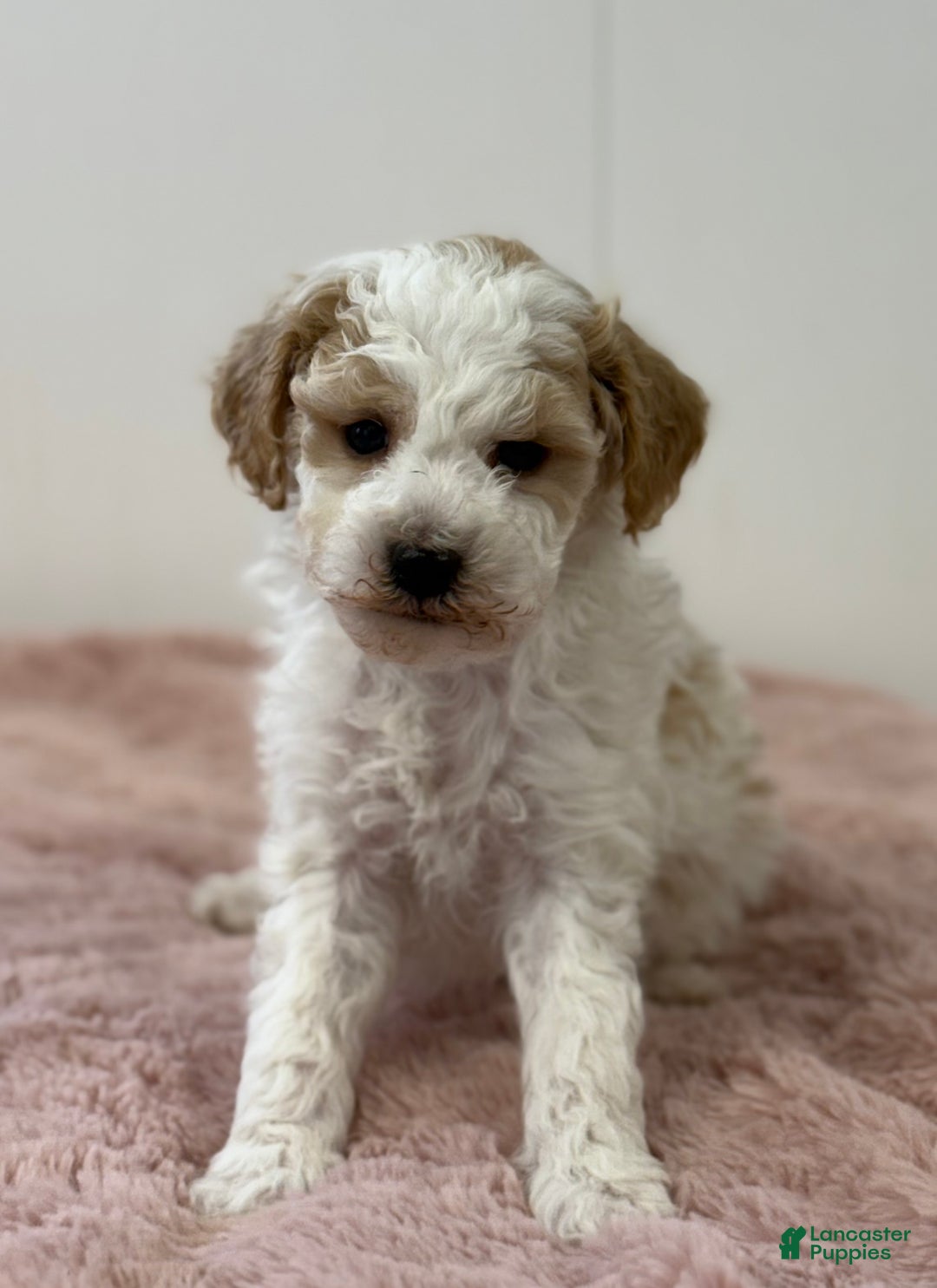 Mini Goldendoodle dogs for sale: Patrick  - Ad 4