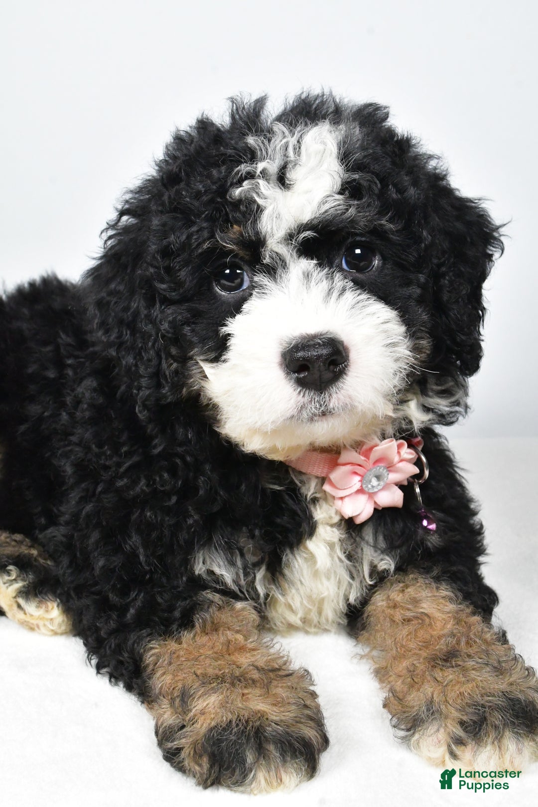 Mixed Breed dogs for sale: Coco - Ad 3