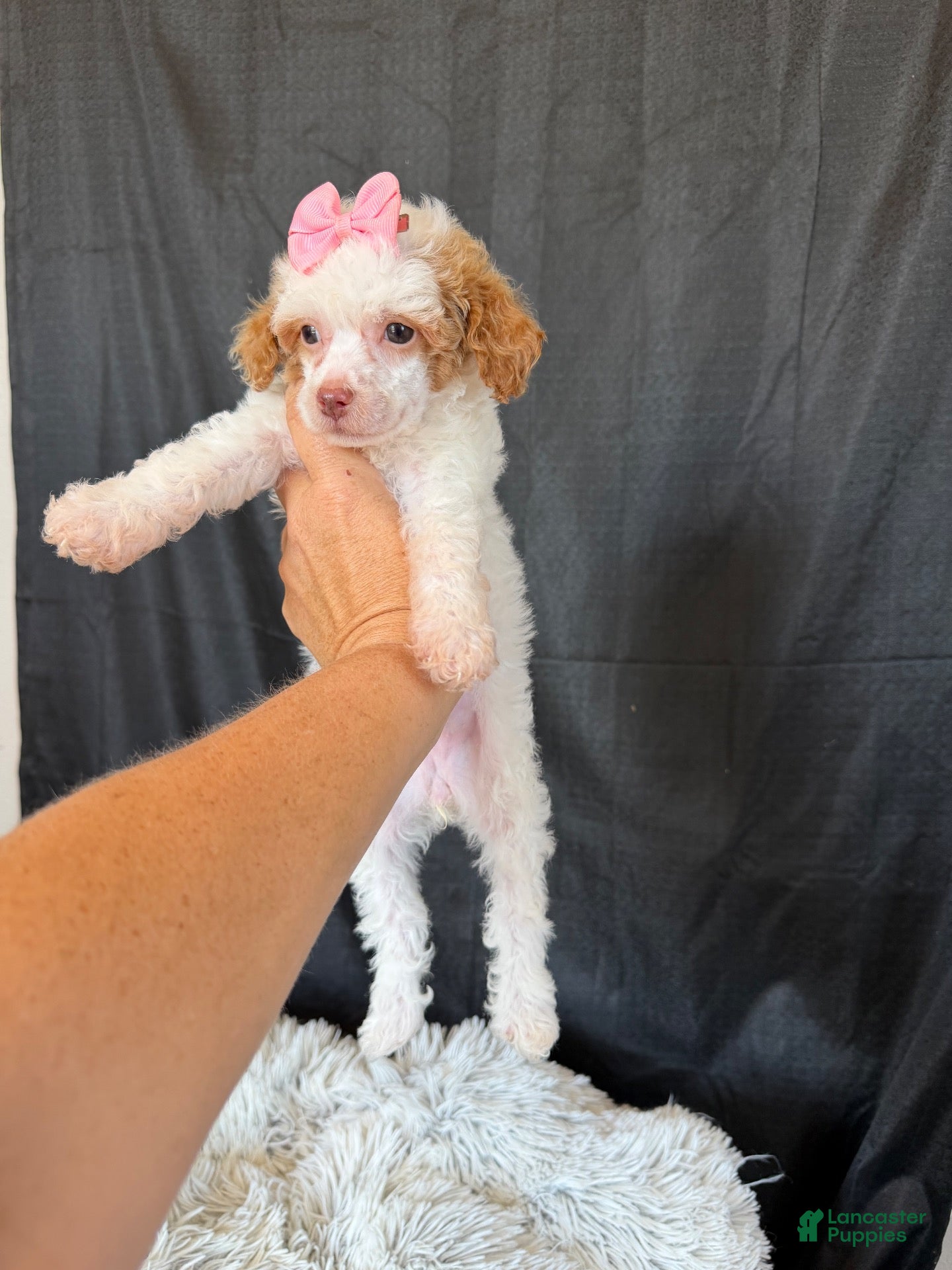 Miniature Poodle dogs Akc Clear 🧬 tested Chocolate Phantom Parti girl - Ad 27