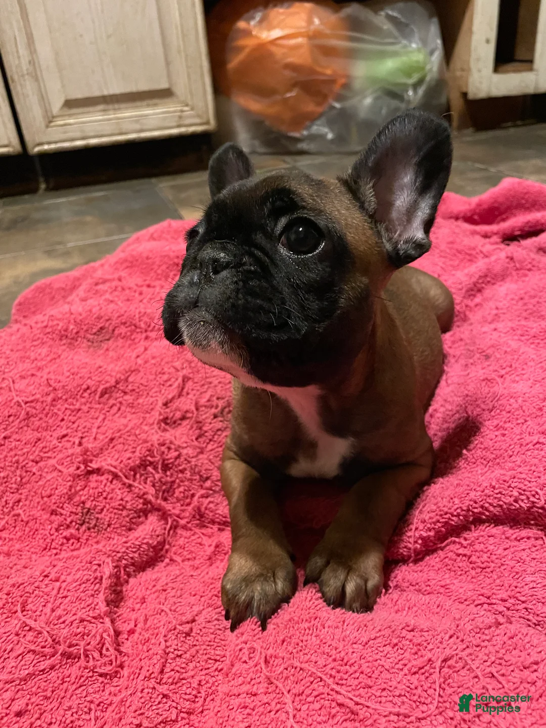 French Bulldog dogs for sale: Jovia  - Ad 2