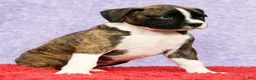 Boxer dogs for sale: Patsy - Ad 3