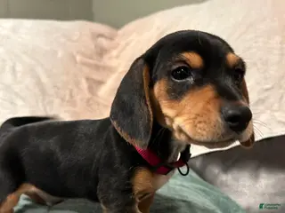 Mixed Breed dogs Rocky - Ad 39