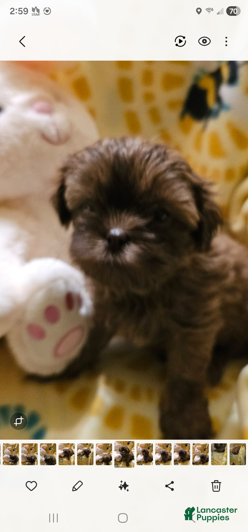 Shih Tzu dogs Brewster - Ad 1