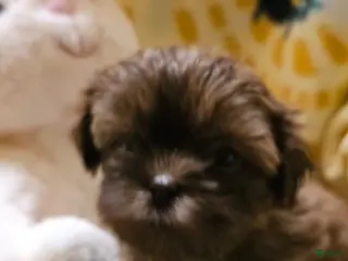 Shih Tzu dogs for sale: Brewster - Ad 1