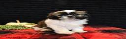 Shih Tzu dogs for sale: Buck - Ad 4
