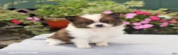 Pomeranian dogs for sale: Twinkie - Ad 3