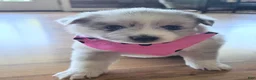 Pomsky dogs for sale: Kane - Ad 9