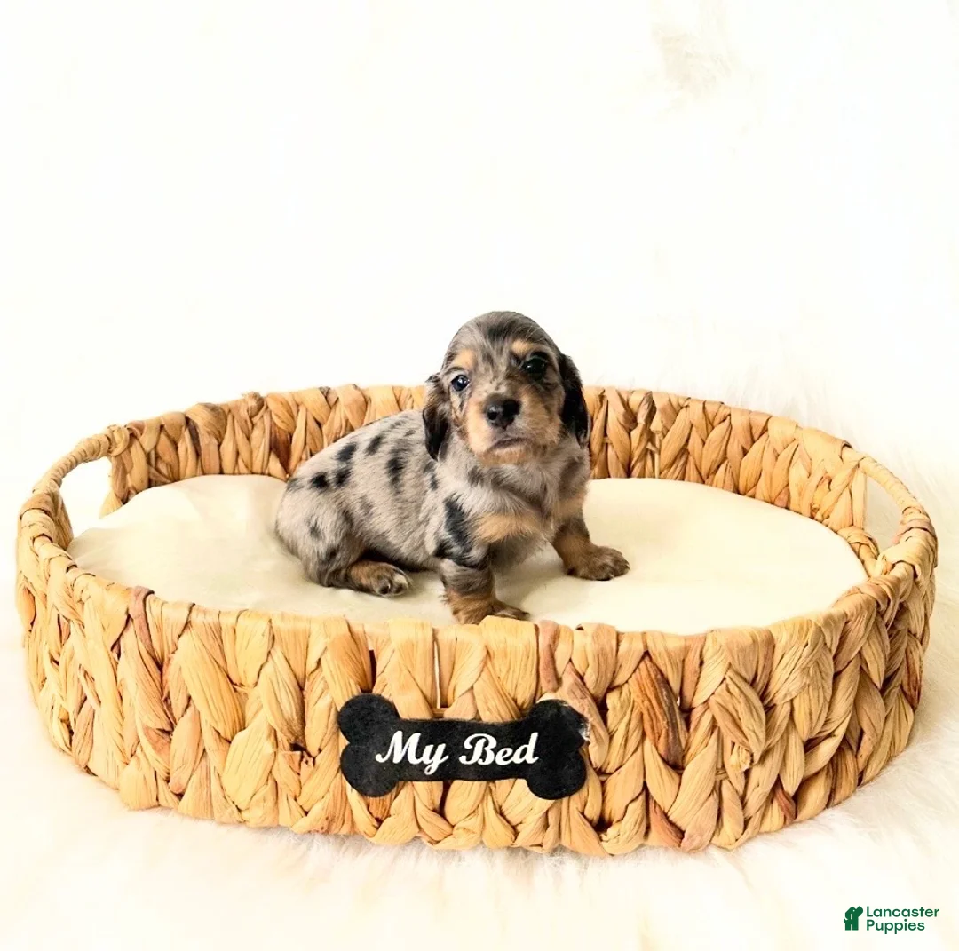 Miniature Dachshund dogs for sale: AKC Rocket - Ad 5