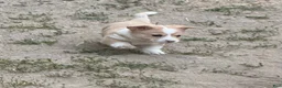 Welsh Corgi Pembroke dogs for sale: Welsh Corgi Pembroke 2 - Ad 6