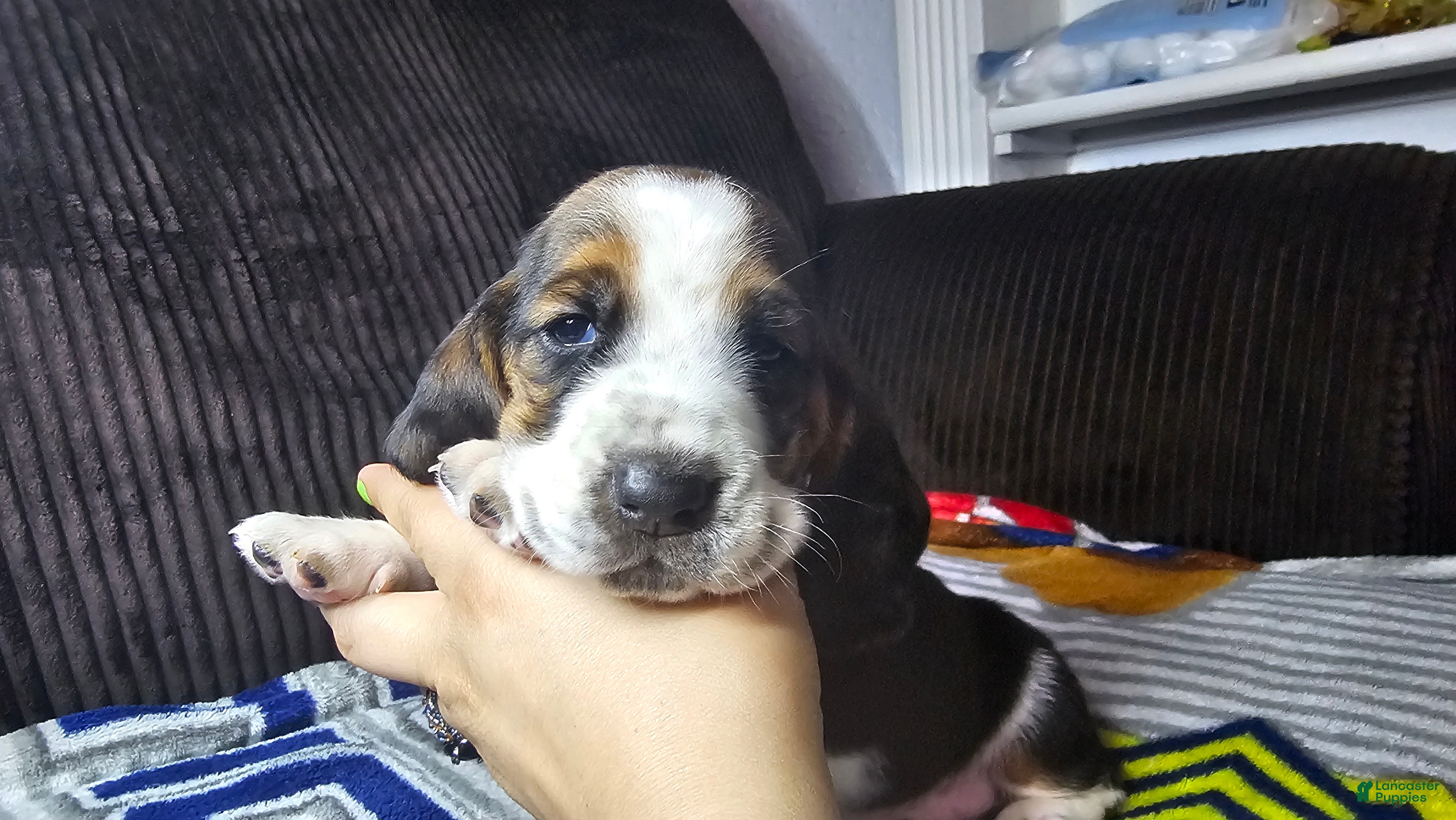 Basset Hound dogs Basset Hound 1 - Ad 30