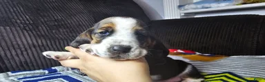 Basset Hound 1
