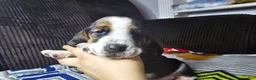 Basset Hound dogs for sale: Basset Hound 1 - Ad 1