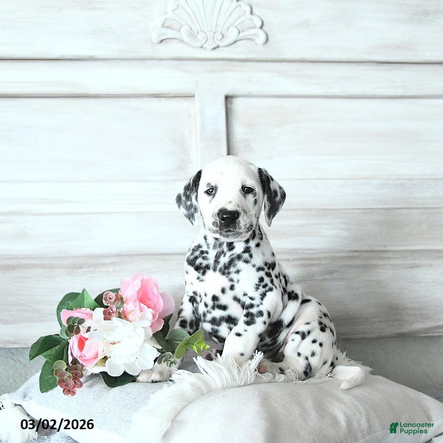 Dalmatian dogs Mimi - Ad 1