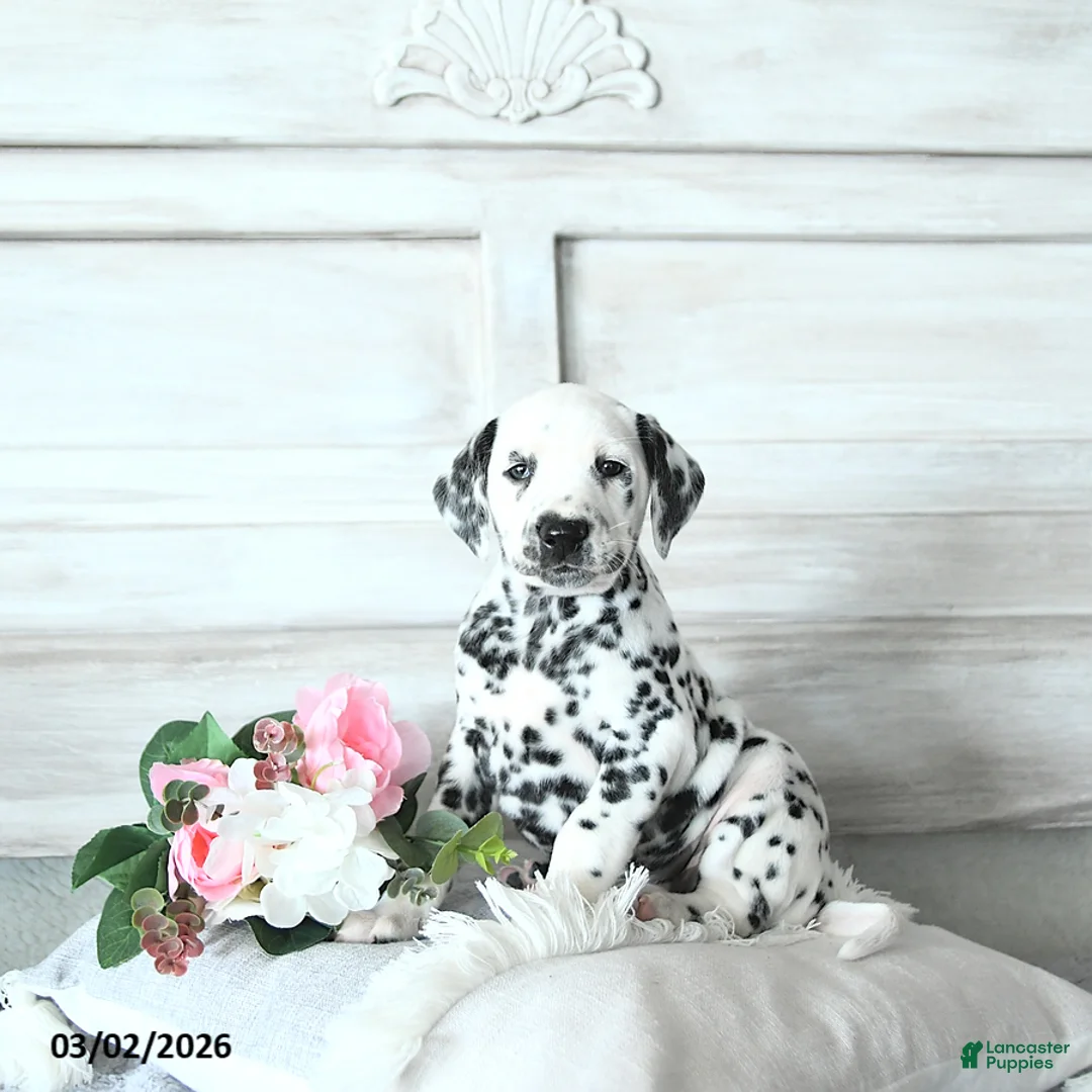 Dalmatian dogs for sale: Mimi - Ad 1