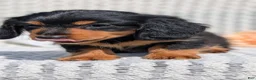 Miniature Dachshund dogs for sale: Riley - Ad 7