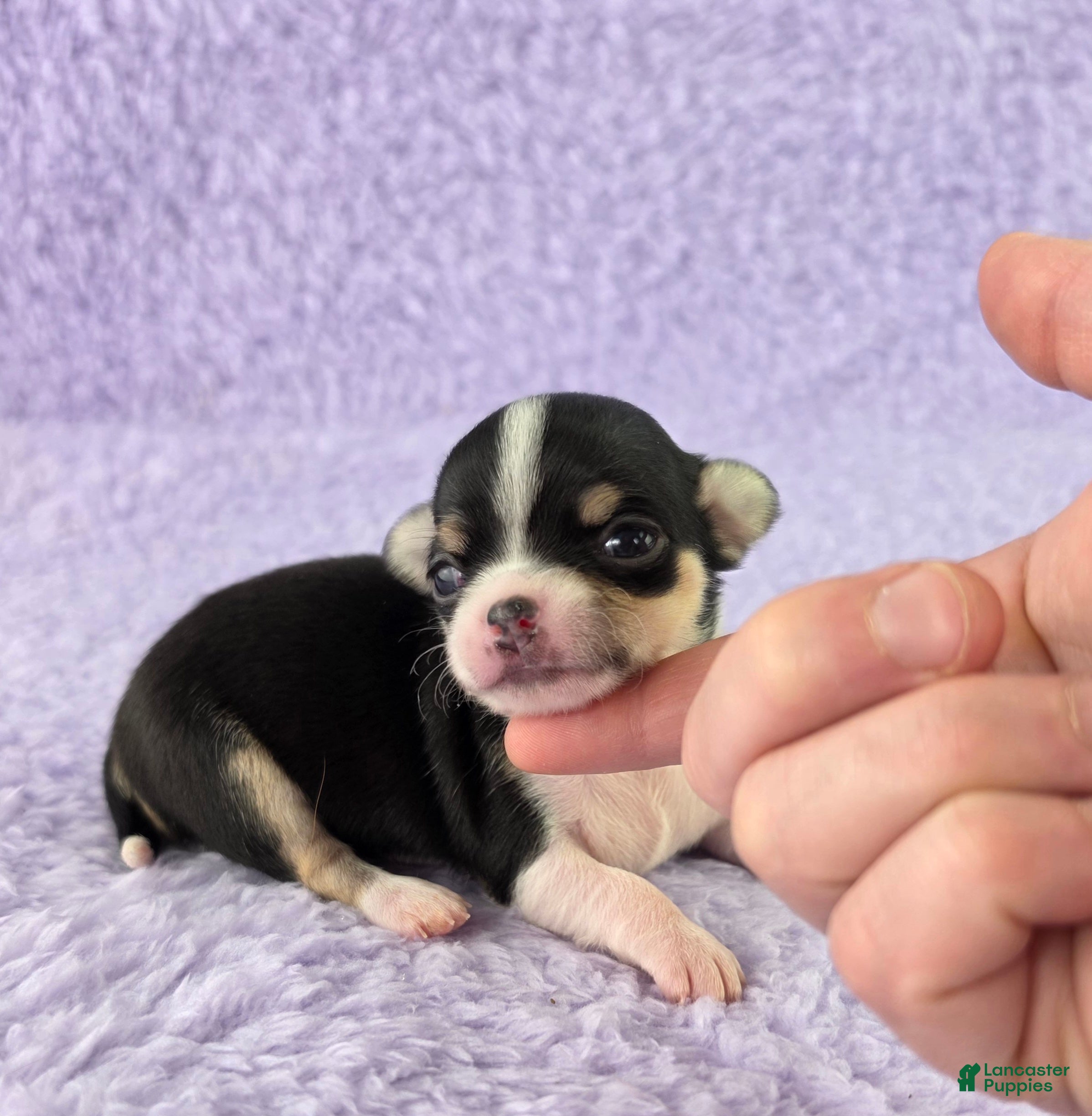 Chihuahua dogs AKC Masie  - Ad 2