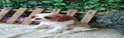 Cavalier King Charles Spaniel dogs for sale: Brittany  - Ad 10