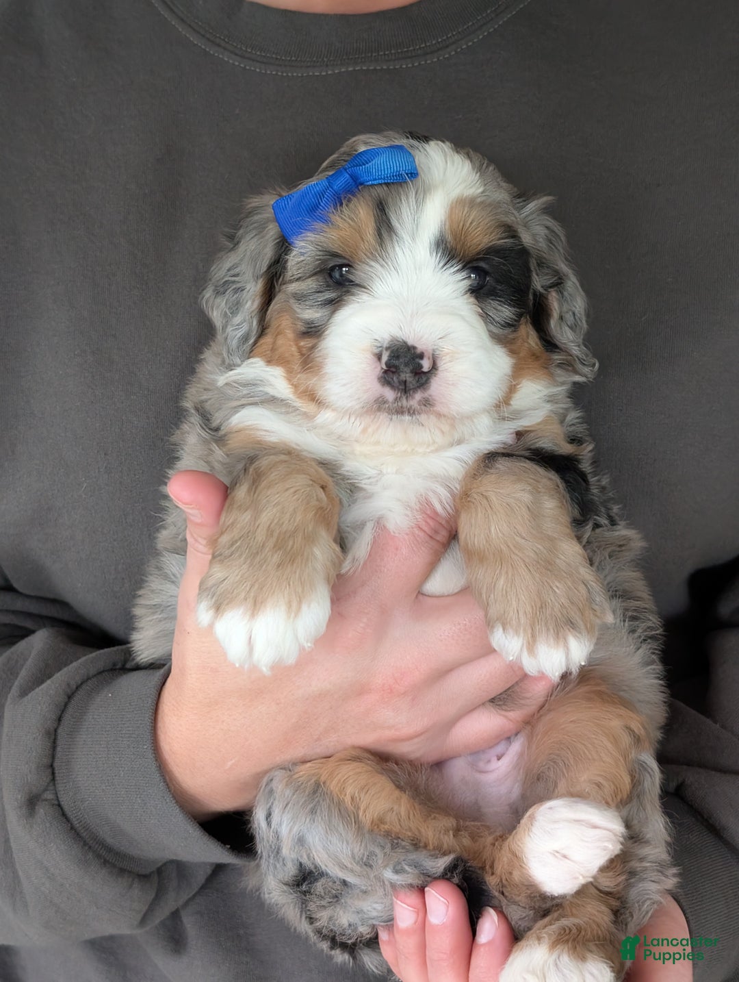 Mini Bernedoodle dogs for sale: Mini Louie  - Ad 19