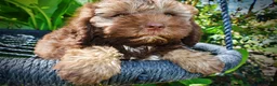 Havapoo dogs for sale: Frisco - Ad 4
