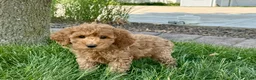 Cockapoo dogs for stud: Cockapoo 4 puppies - Ad 13