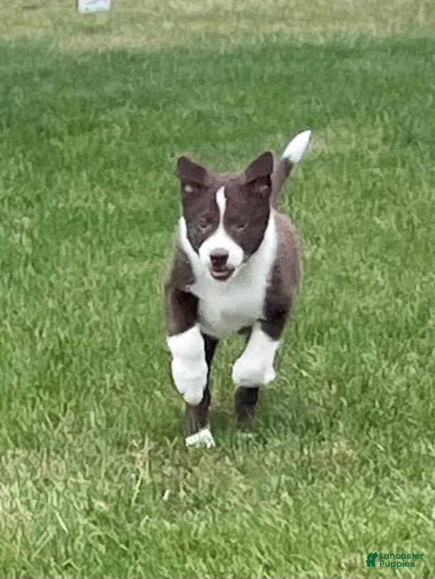 Border Collie dogs Border Collie Puppy 2 Chase - Ad 1
