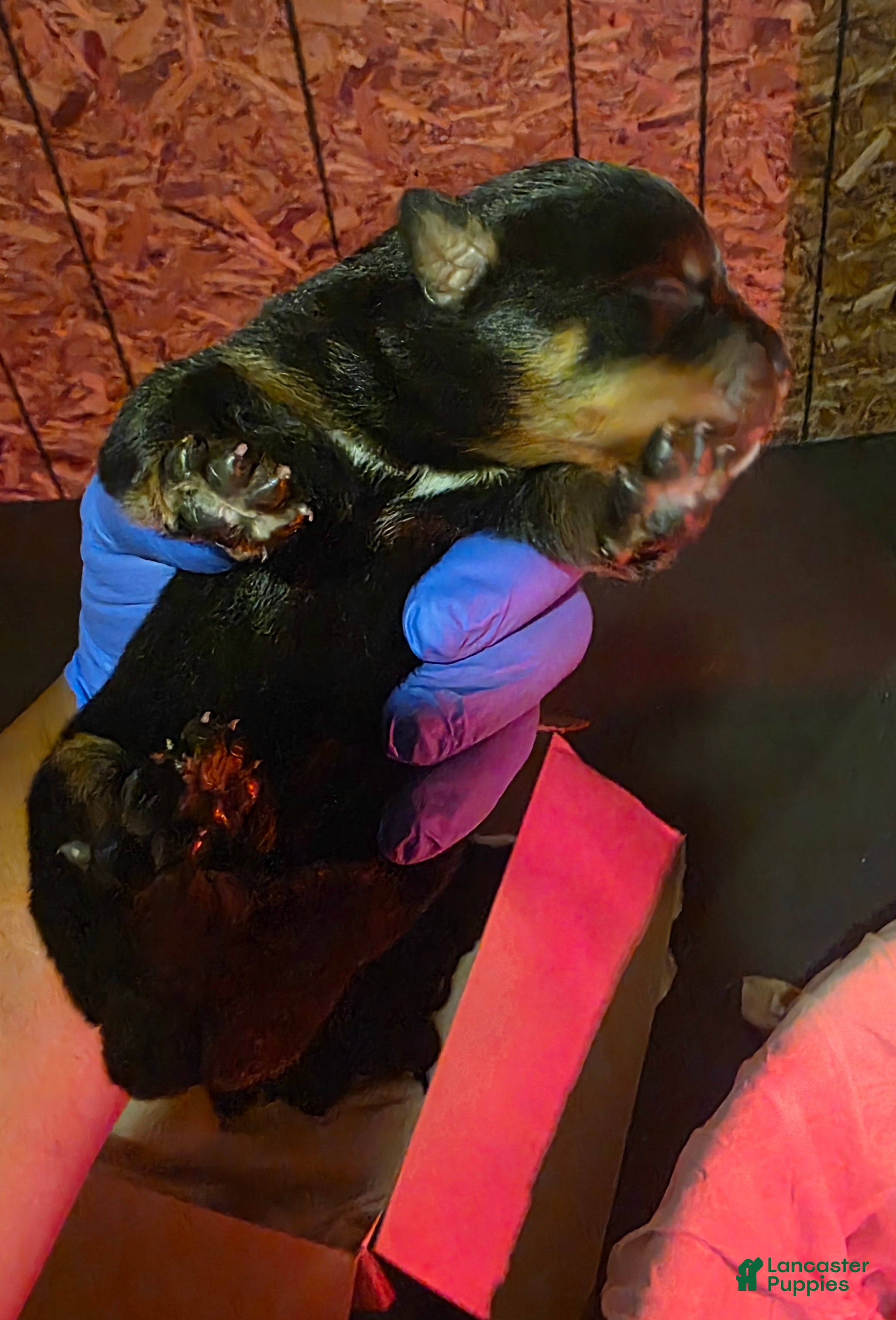 Rottweiler dogs for sale: Rottweiler 5 - Ad 33