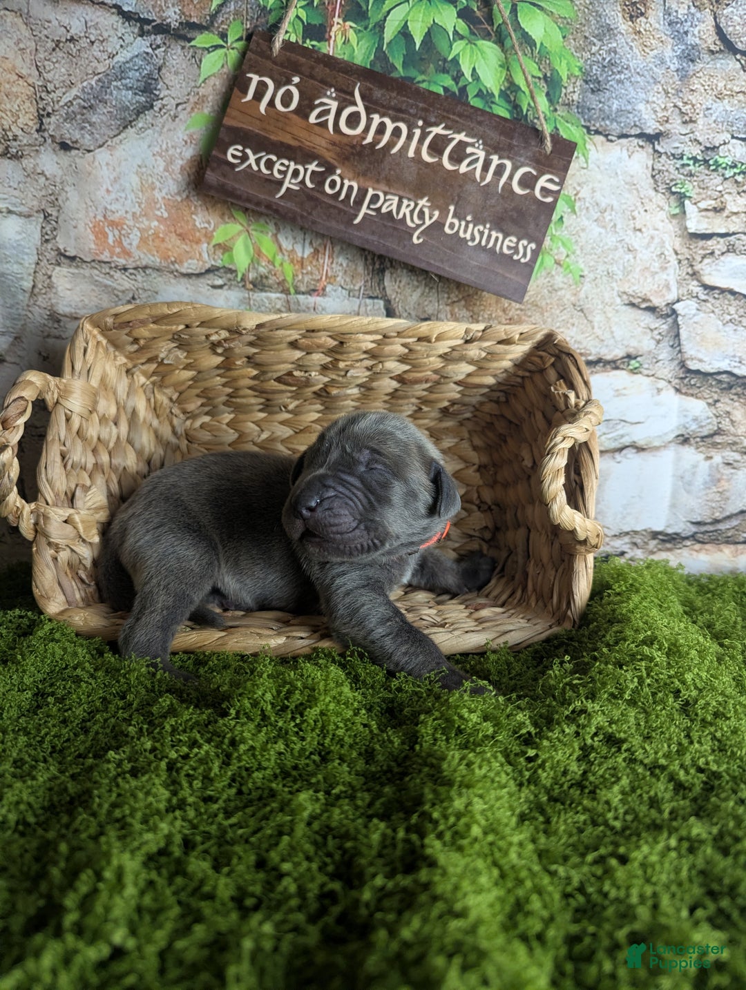 Great Dane dogs for sale: Legolas Blue Brindle Male Great Dane Puppy - Ad 2