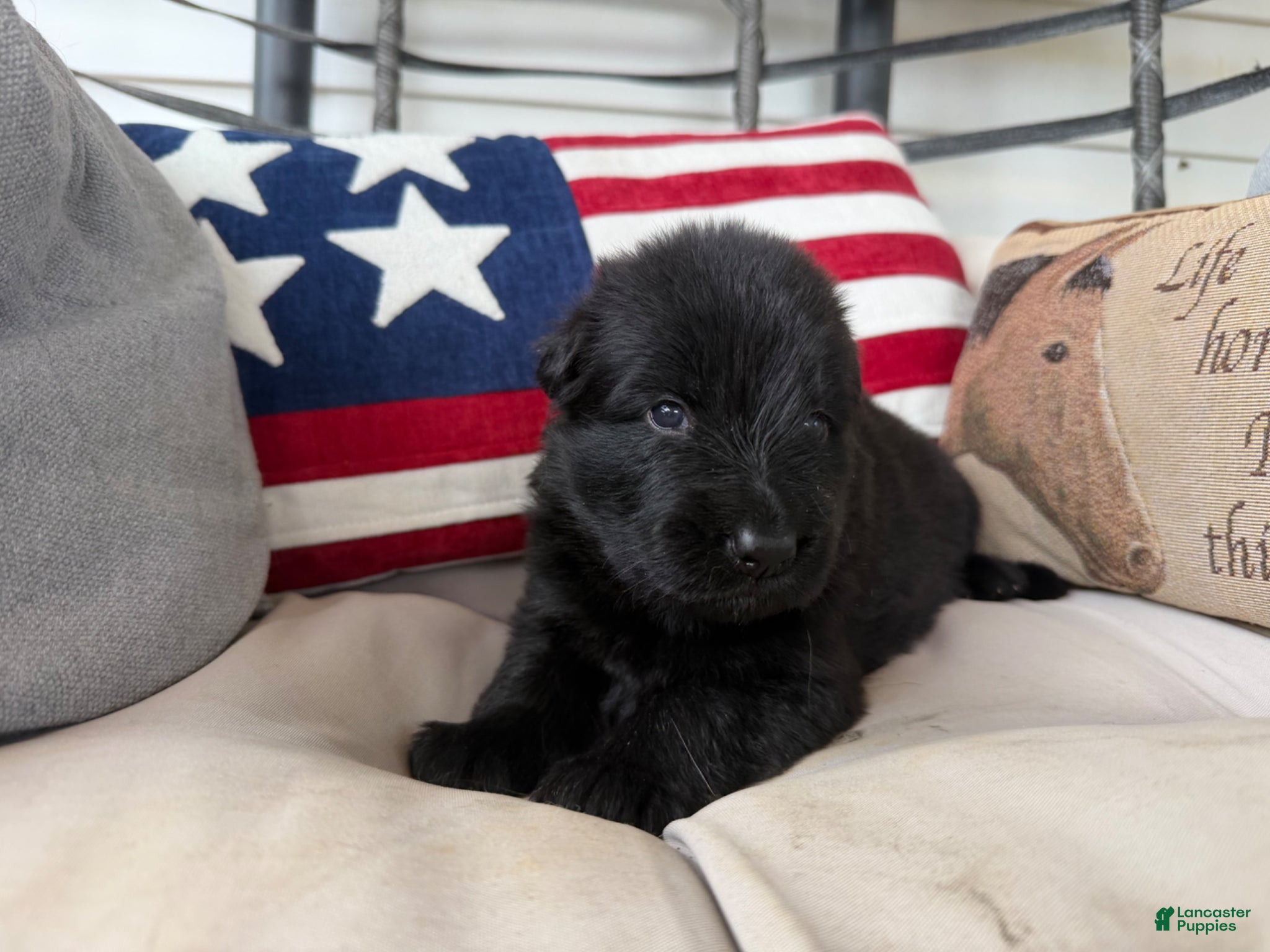 German Shepherd dogs German Shepherd Puppy 3 - Ad 1