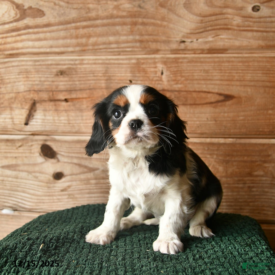 Cavalier King Charles Spaniel dogs for sale: Opie  - Ad 2